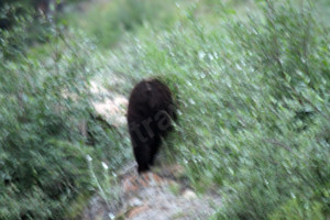 whistler blackcomb bear tour
